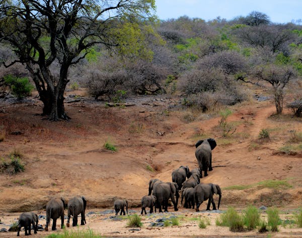 Elephant Herds